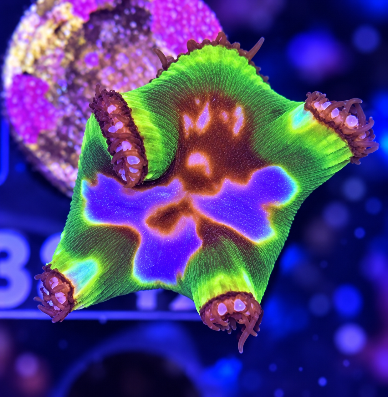 FMC Zoanthus Grandis