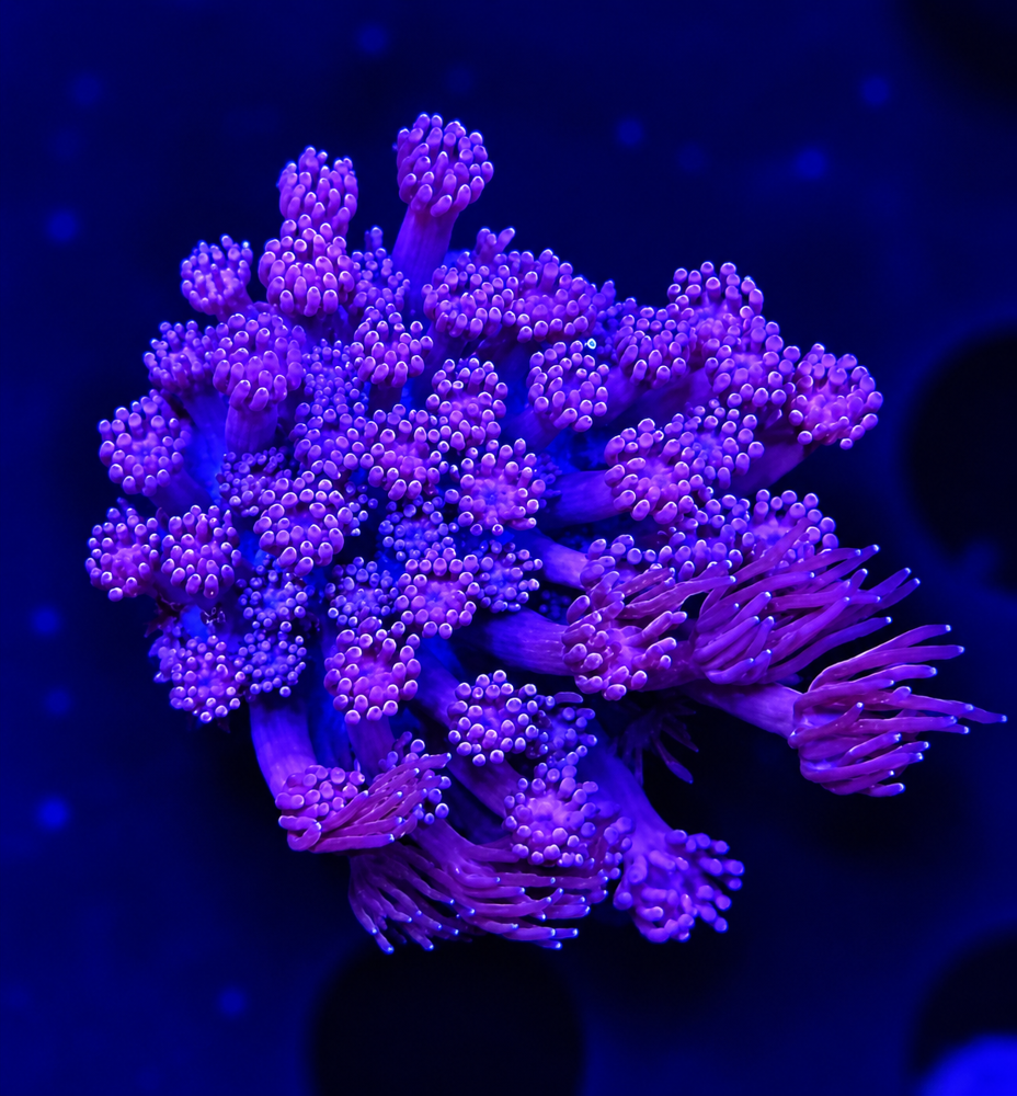 FMC Goniopora Soft Pink V