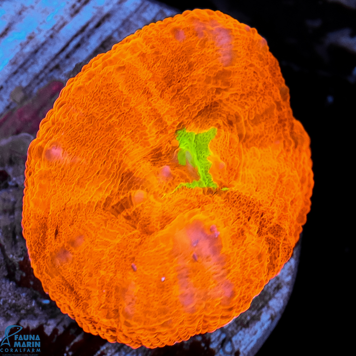FMC Scolymia australis