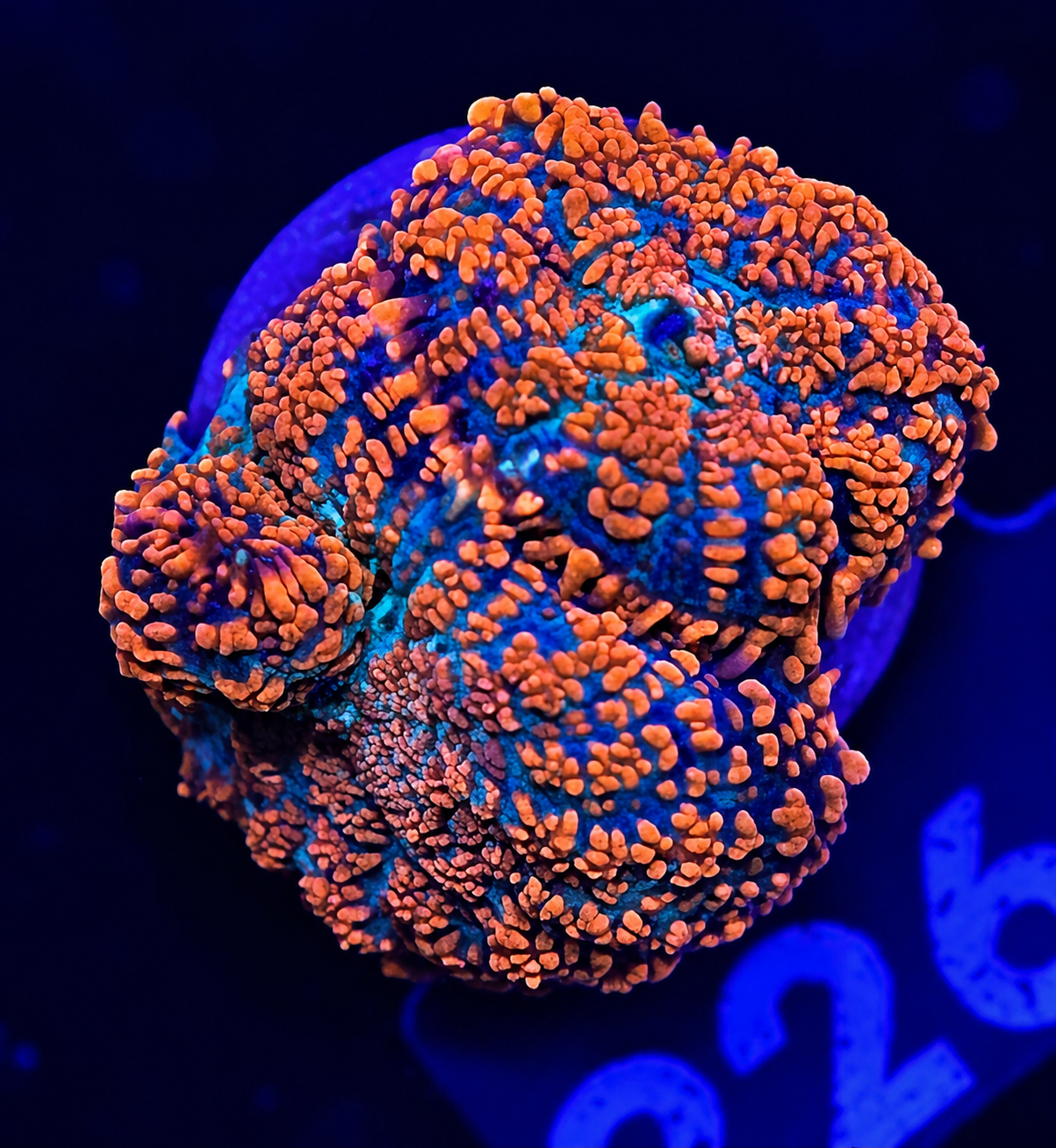 FMC Rhodactis Red