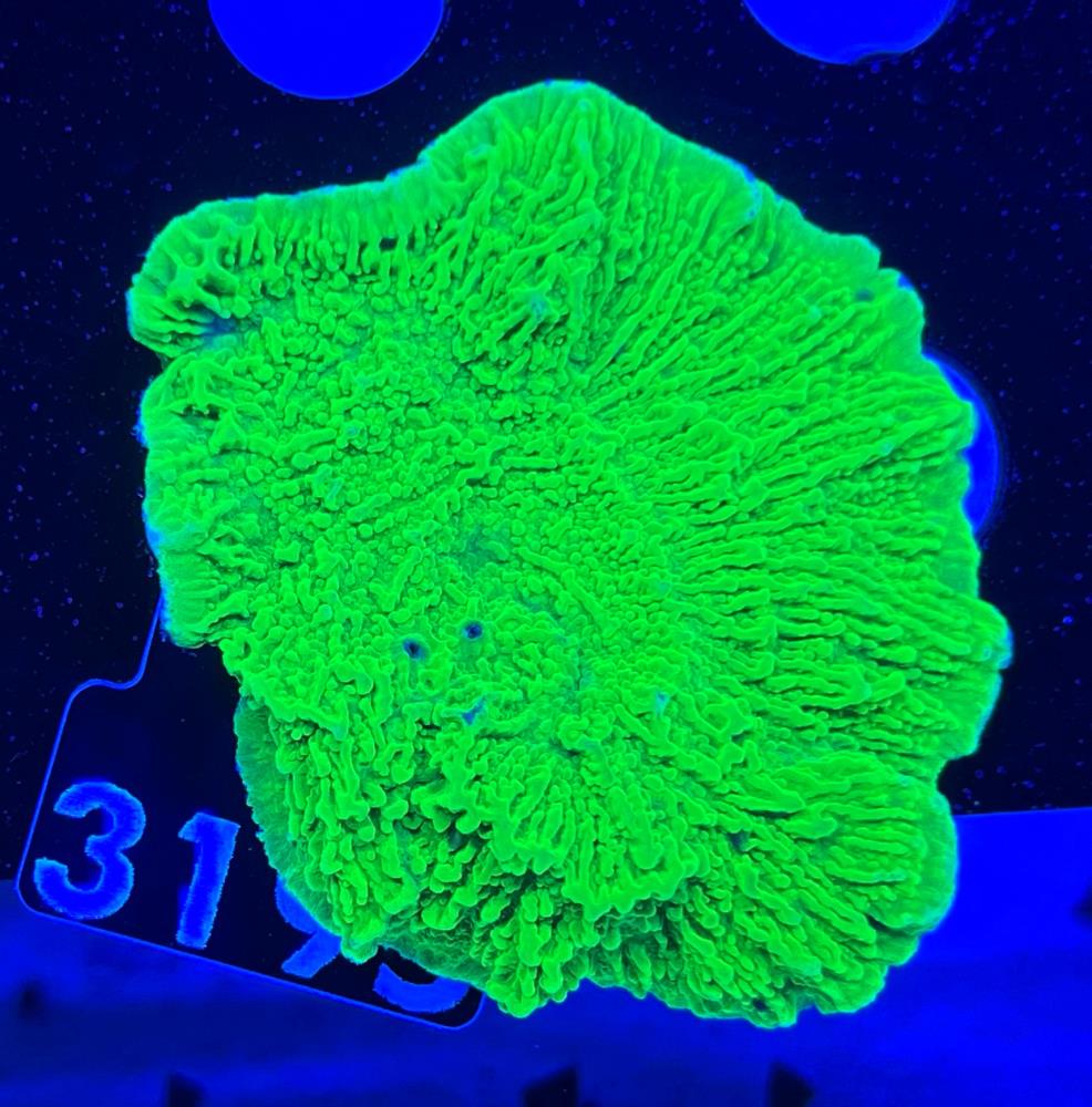 FMC Montipora Plating Neon Green