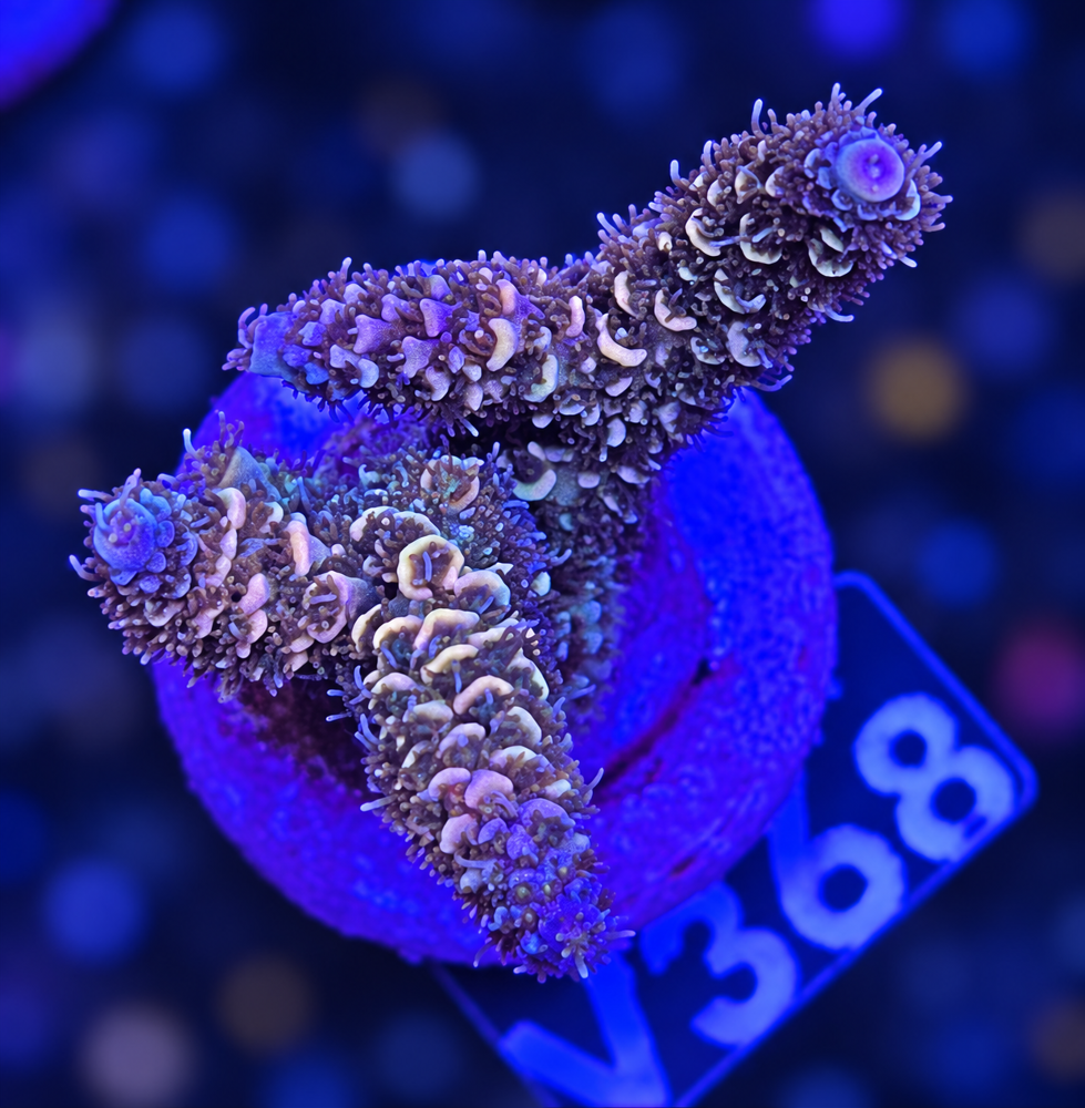 SciReef Acropora millepora TWIN 2024 Grade 1 "Pomegranate" V