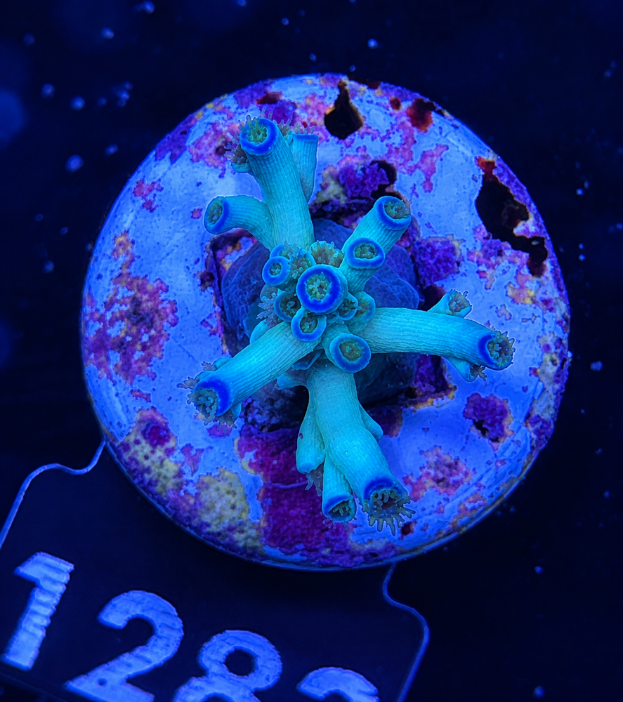SciReef Acropora tenuis TWIN Grade 2 "Ice Fire"