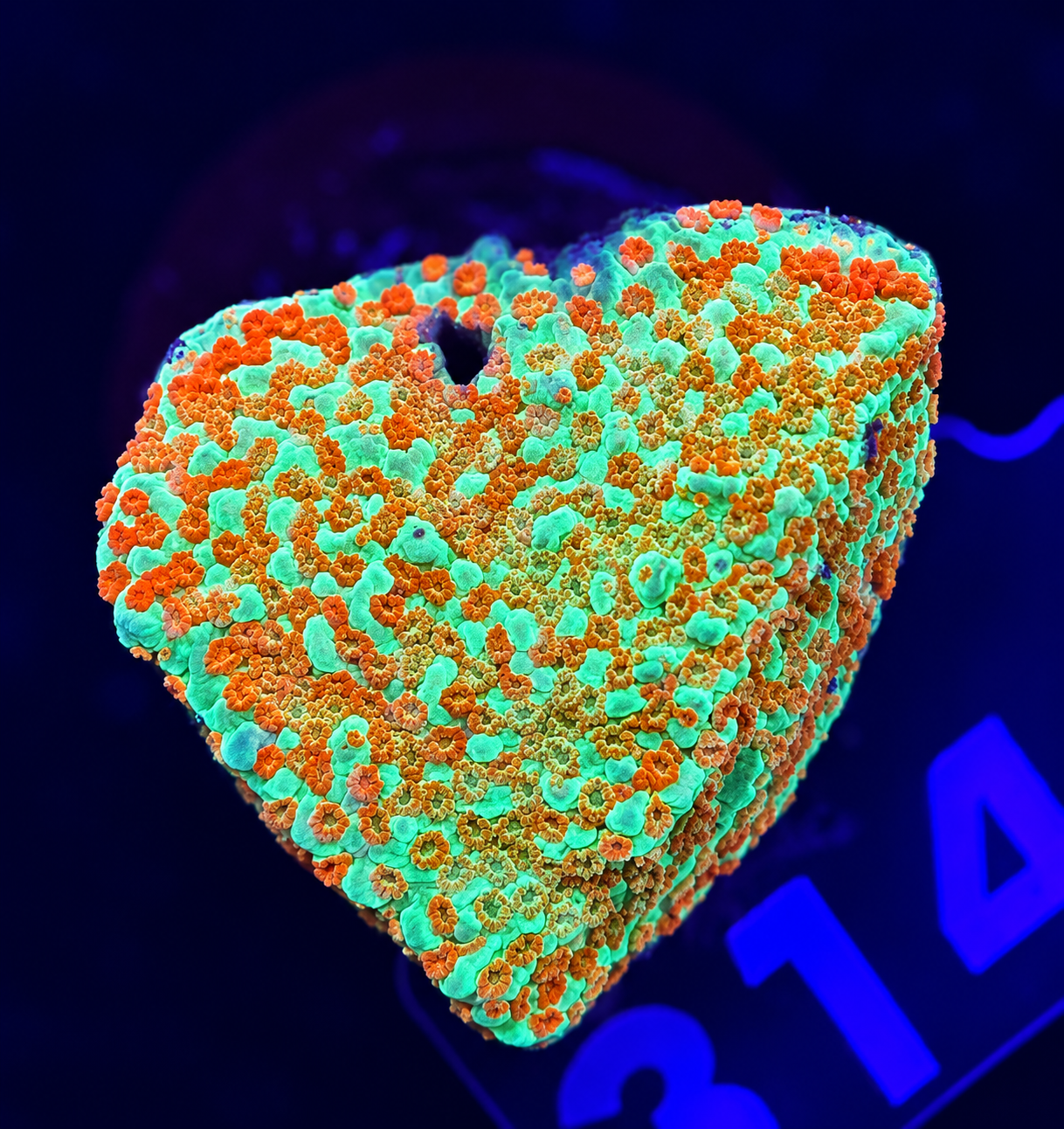 FMC Montipora Grinch