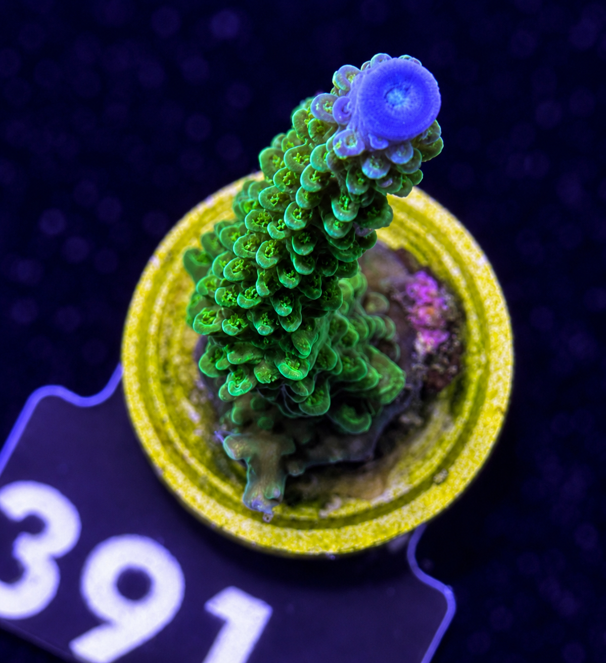 FMC Acropora staghorn blue tip