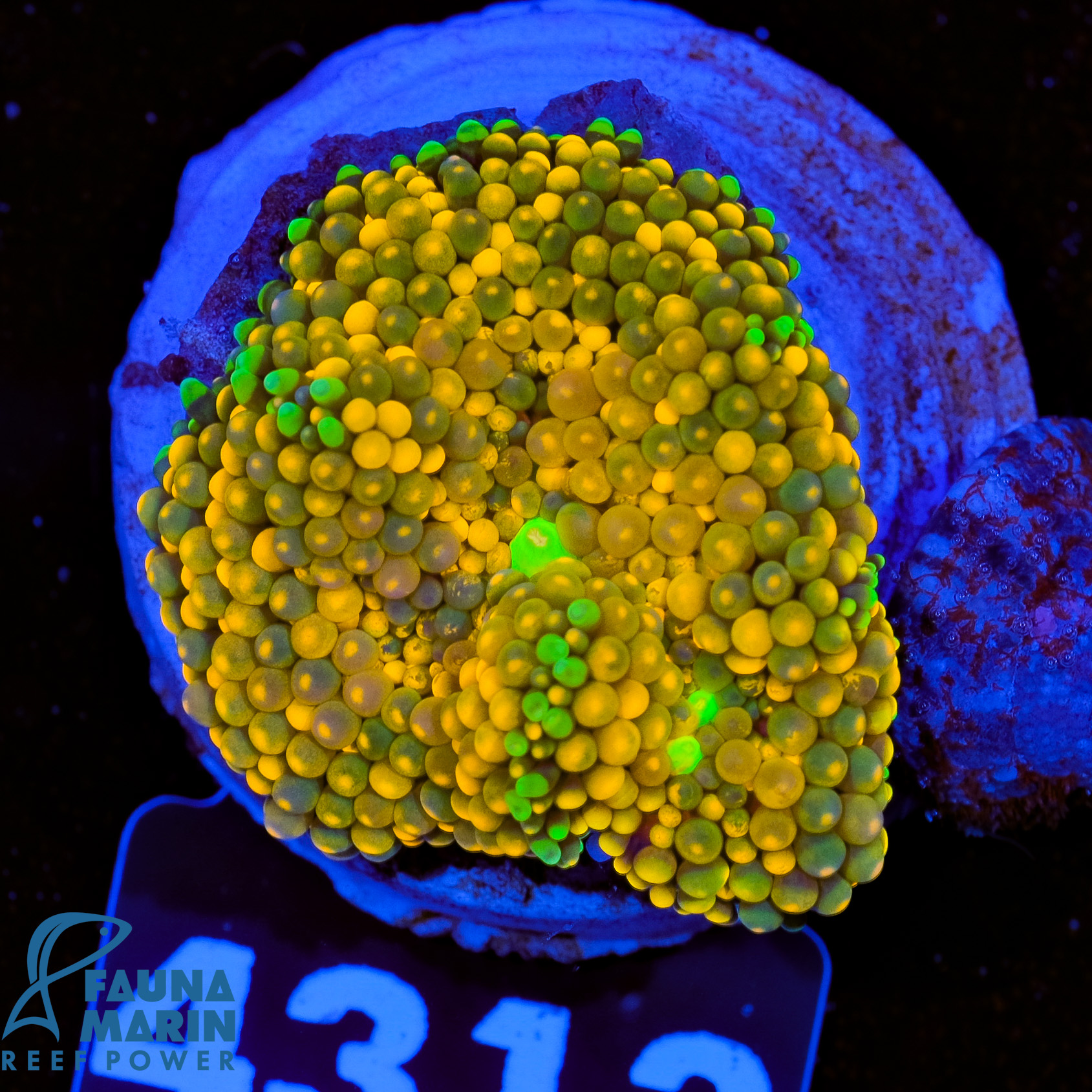 FMC Ricordea Florida Orange V