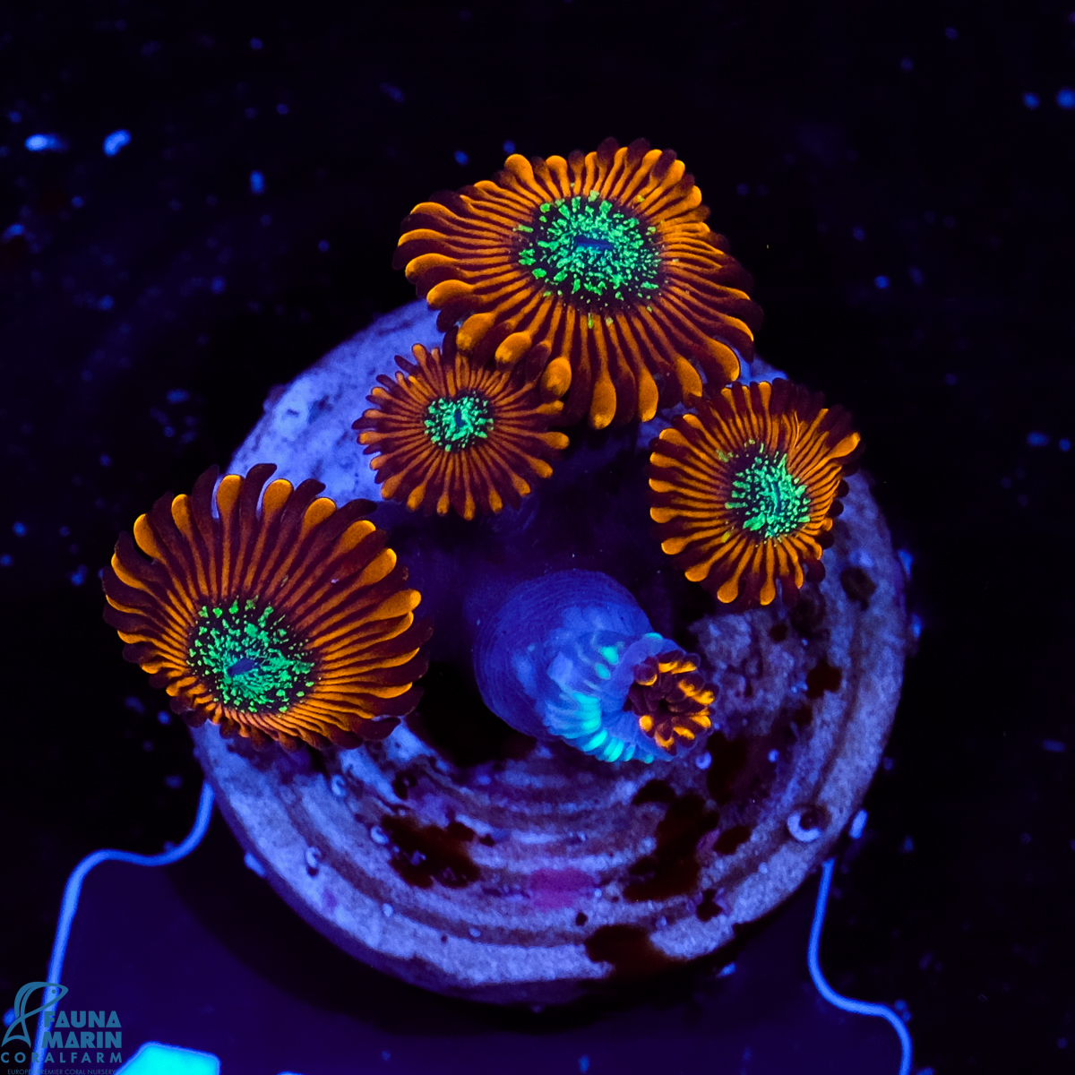 FMC Zoanthus Red magicians