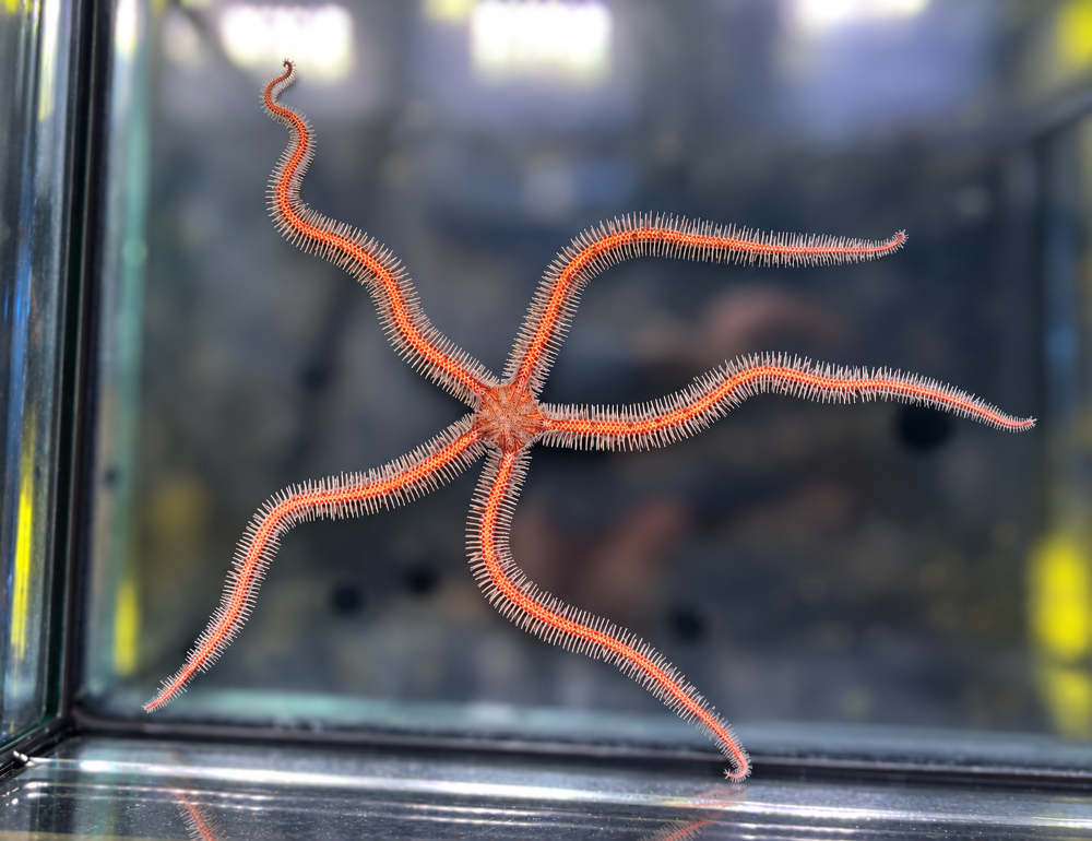 Ophiomastix annulosa - Haariger Schlangenstern
