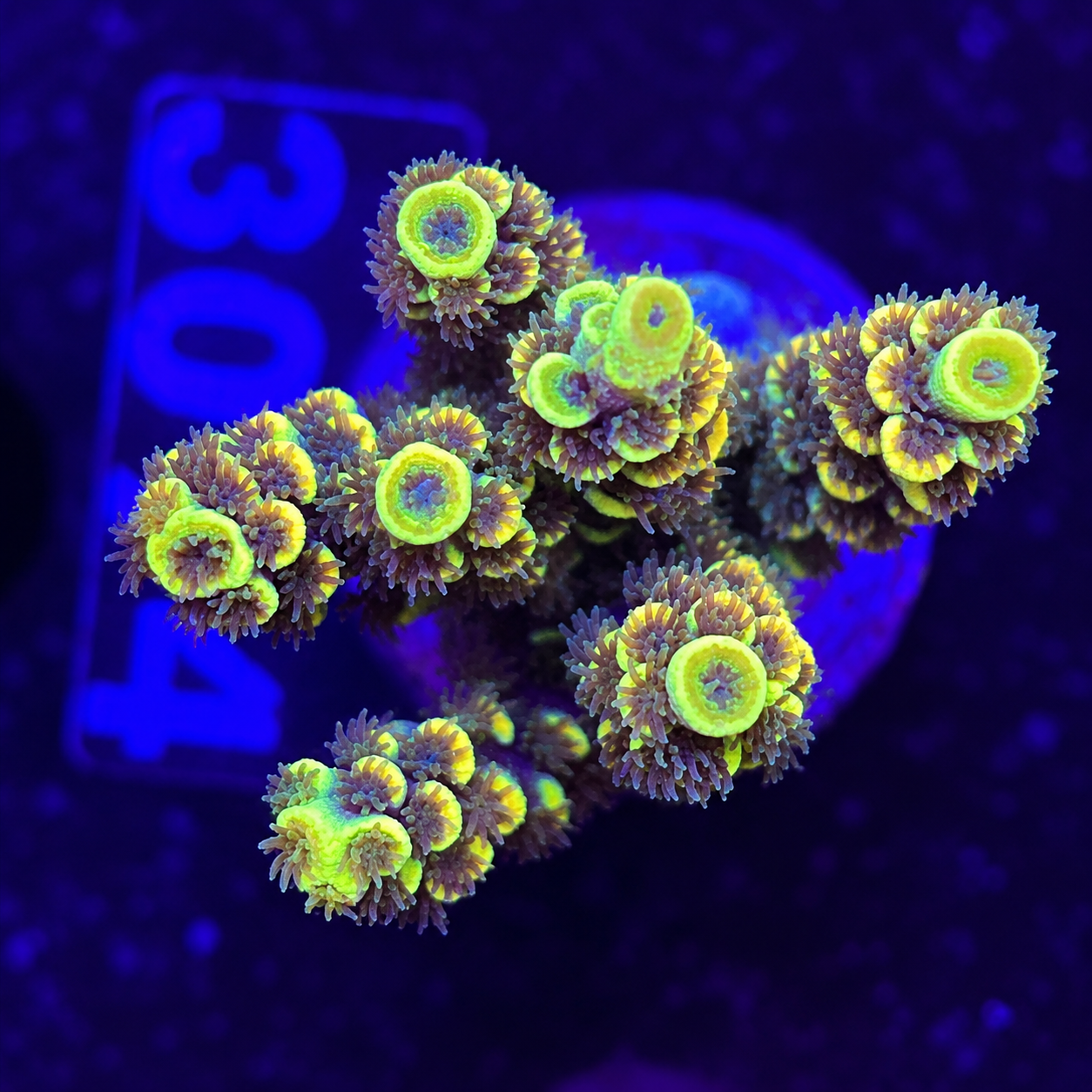 FMC Acropora tenuis Yellow