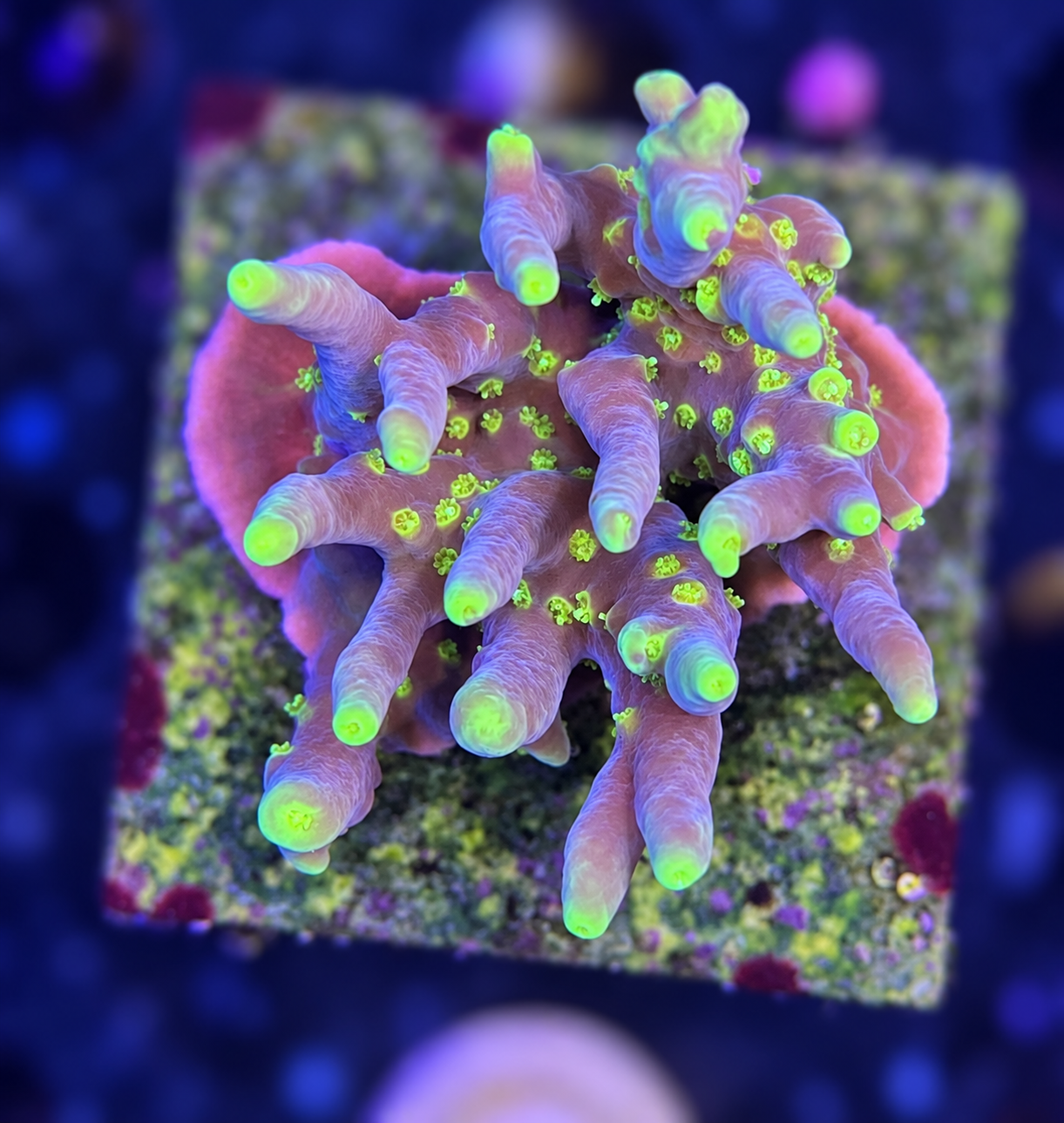 FMC Acropora surharsoni