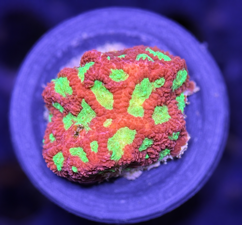 FMC Favia Glitter Space + Coral Mount V