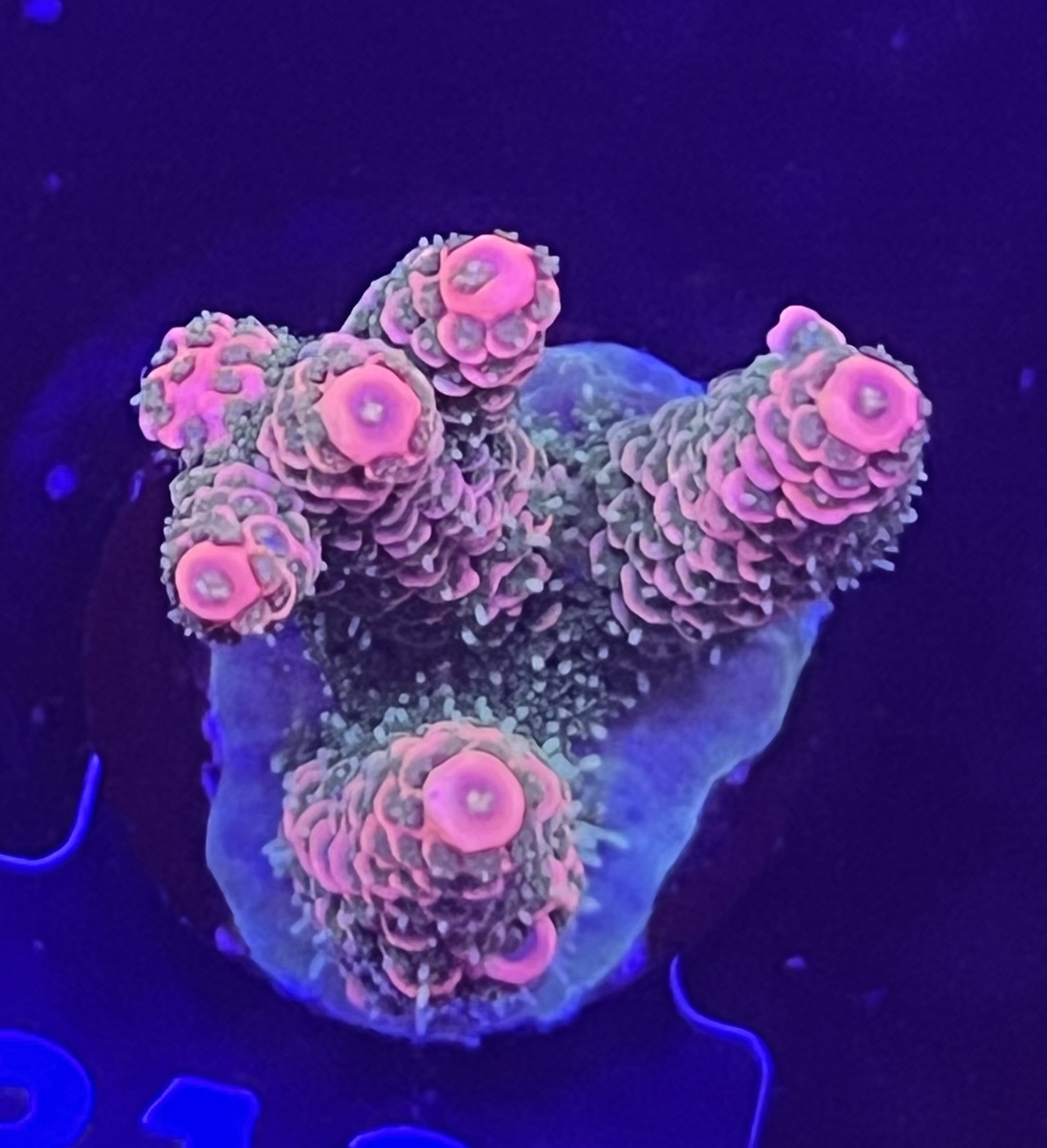 FMC Acropora millepora orange green