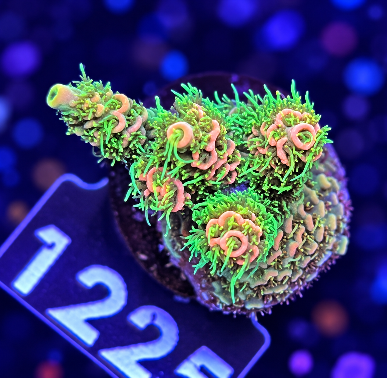 FMC Acropora millepora Orange Star