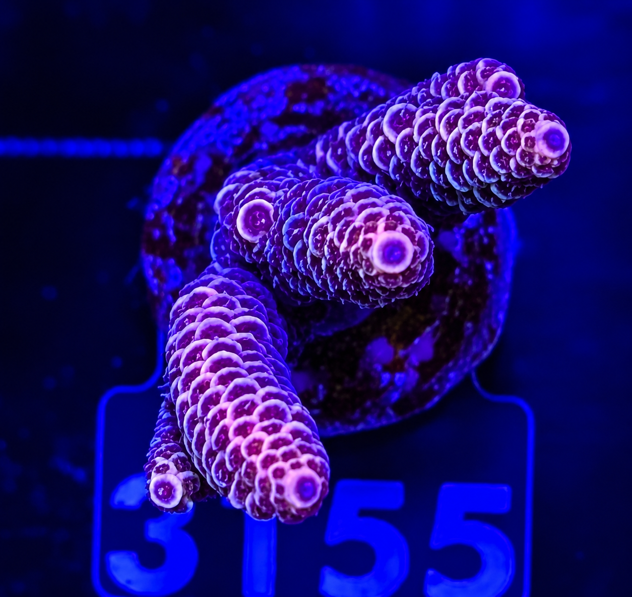 FMC Acropora millepora dark pink