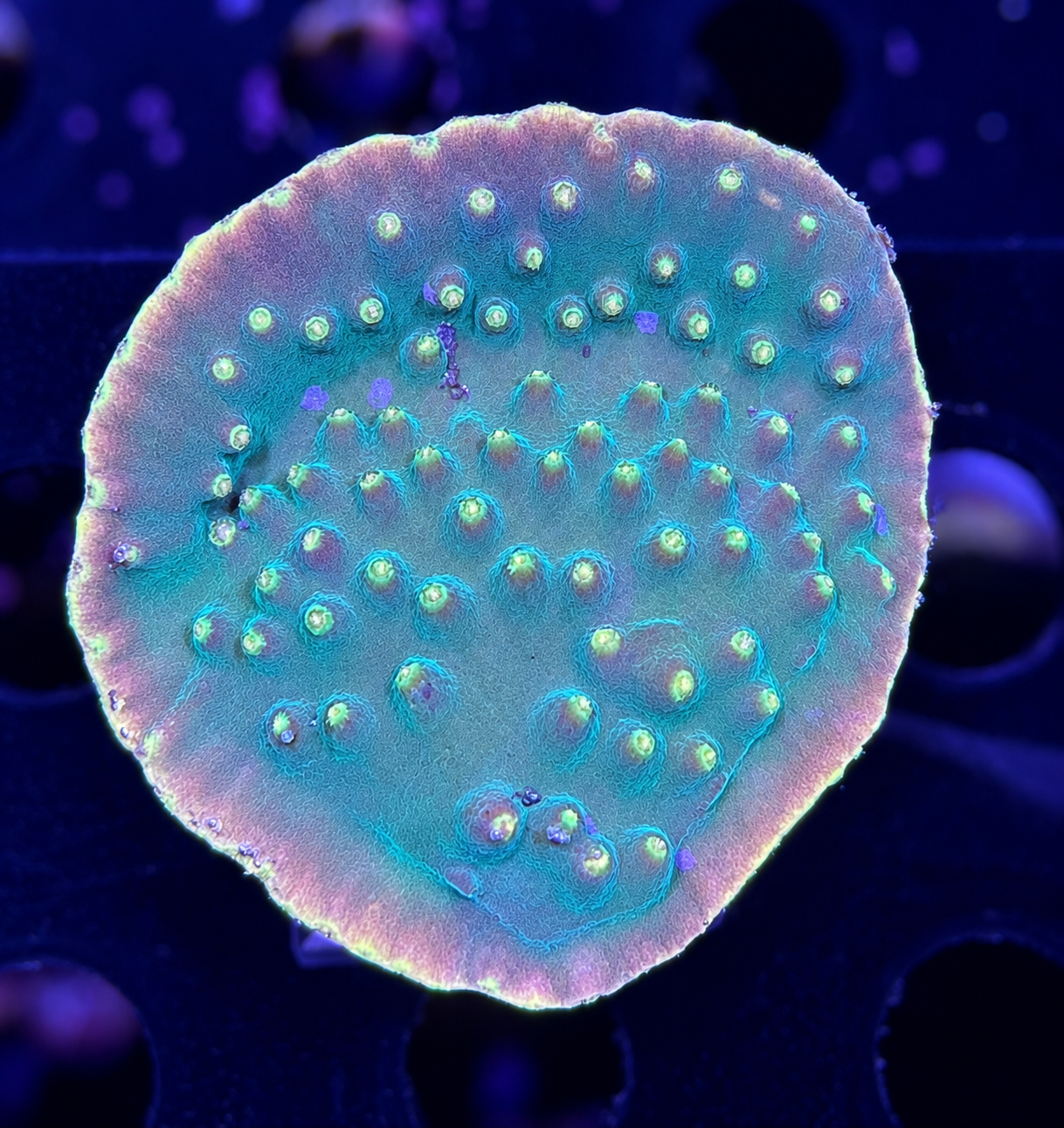FMC Turbinaria reniformis green