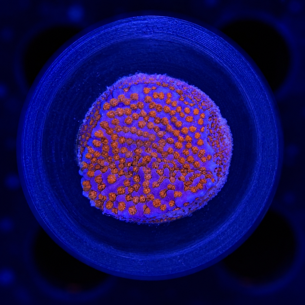 FMC Montipora Superman + Coral Mount V