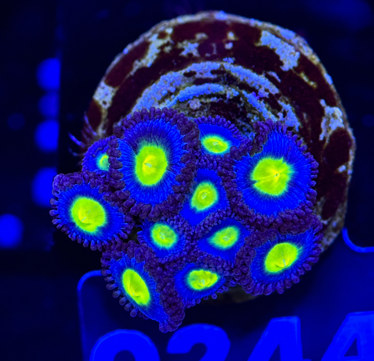 FMC Zoanthus AOI