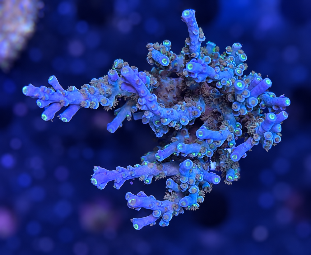 SciReef Acropora kenti Grade 1 MAXX Twin