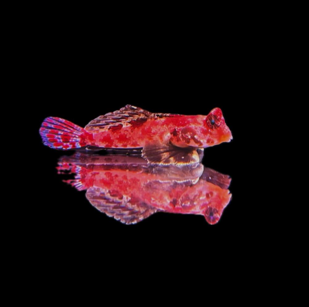 Synchiropus marmoratus 3-4  cm !Weibchen!