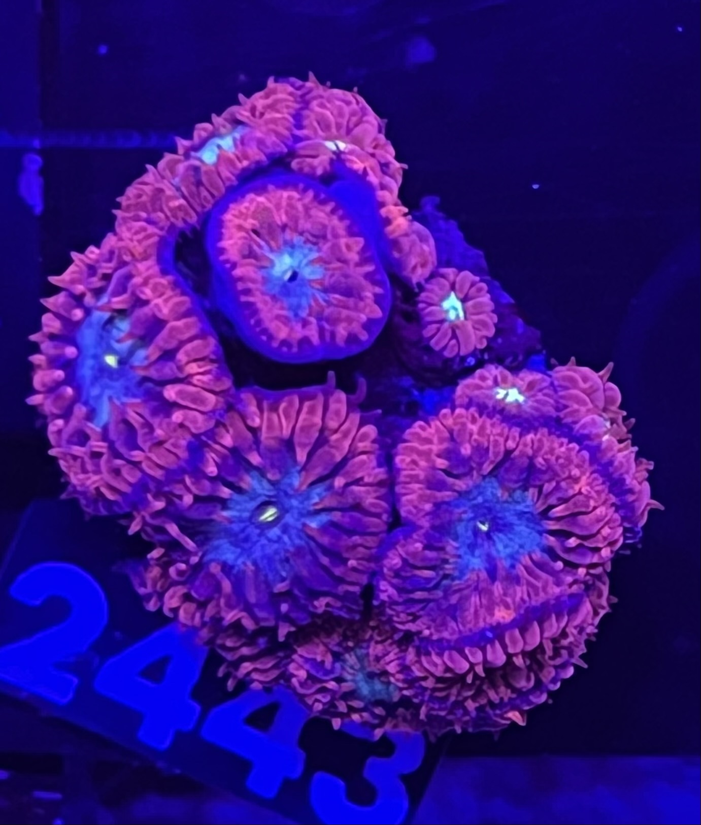 FMC Blastomussa merletti