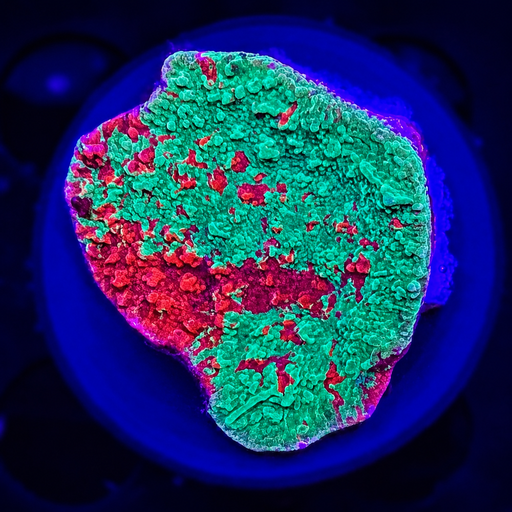 FMC Montipora grafted + Coral Mount