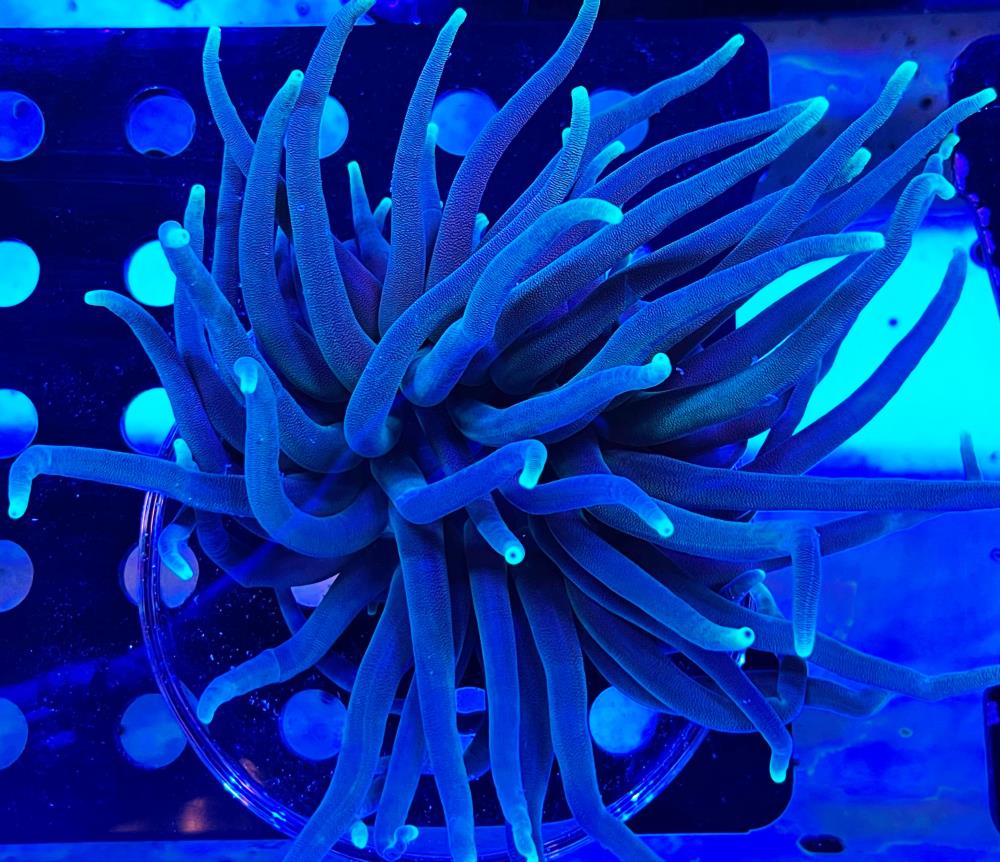 FMC Condylactis gigantea