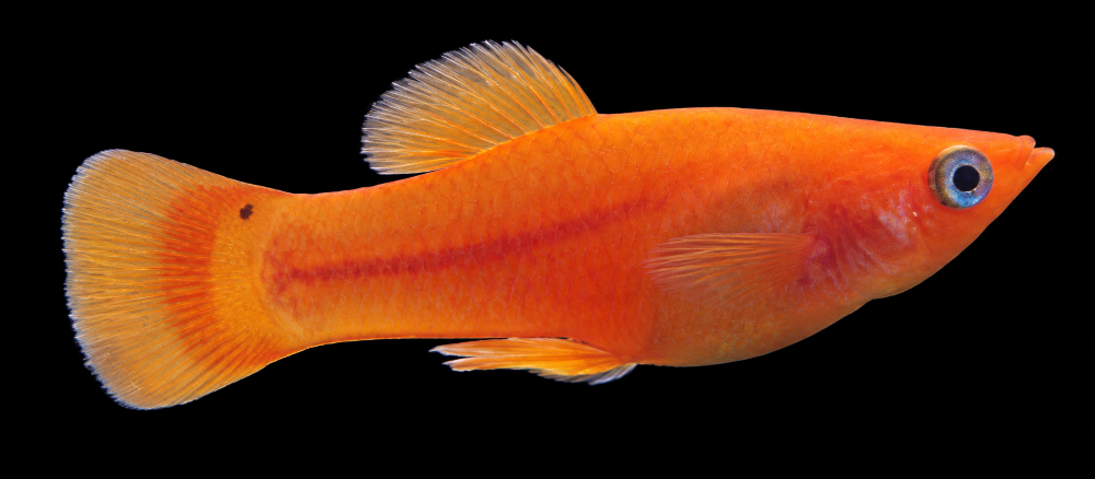 Poecilia latipinna - Gold-Molly- Männchen (NZ Salzwasser)