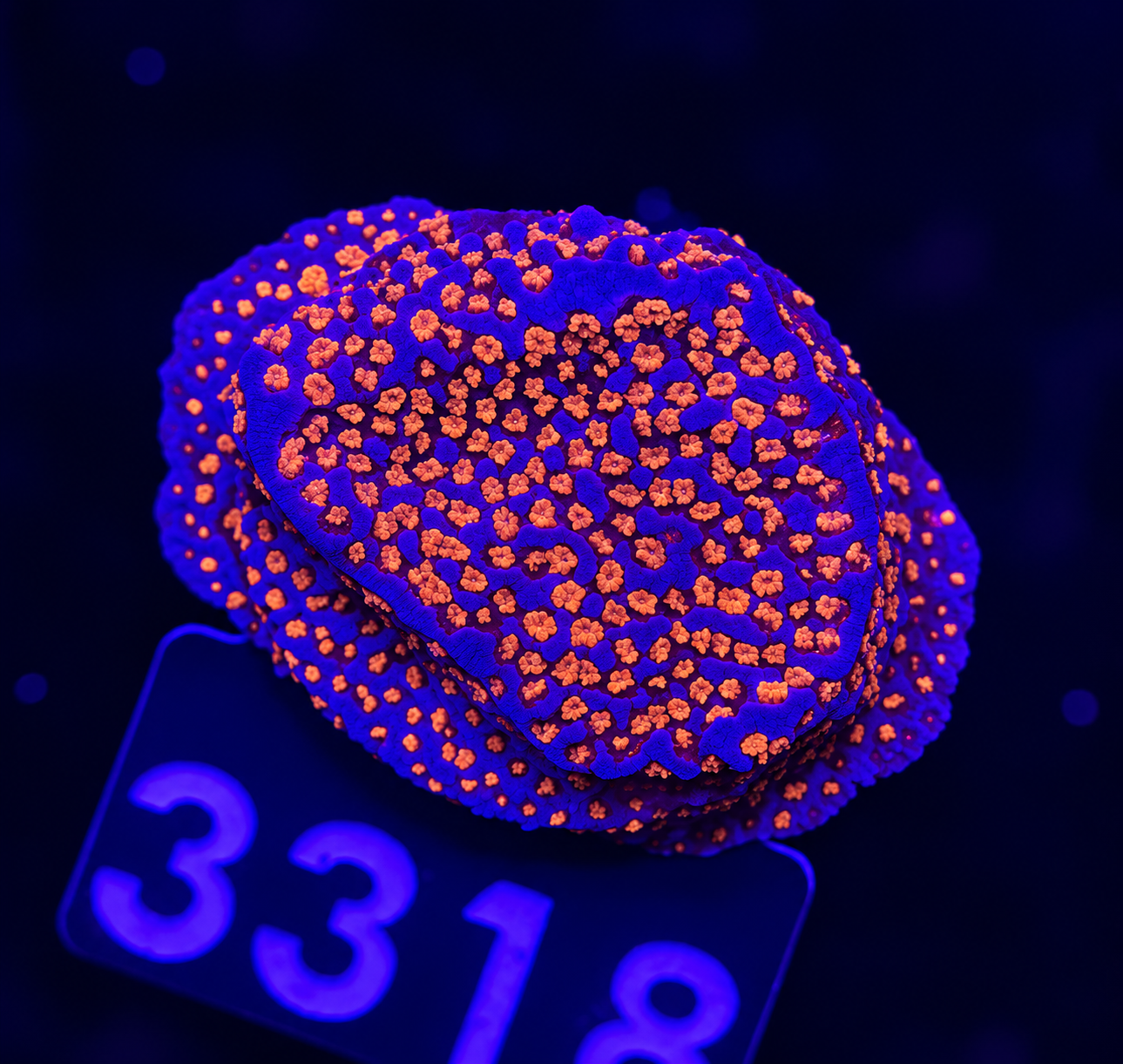 FMC Montipora Dark Superman
