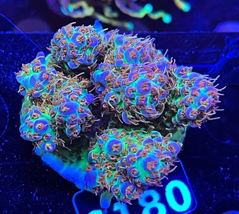 FMC Acropora sp.