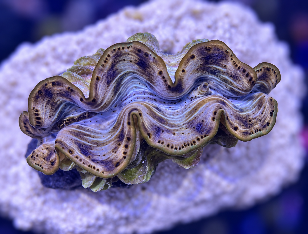 FMC Tridacna maxima