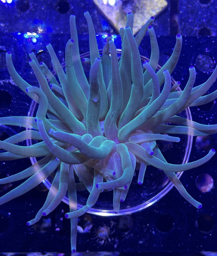 FMC Condylactis gigantea blue tip - Karibische Goldrose