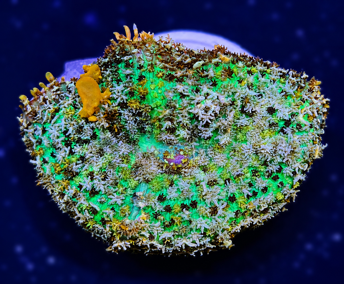 FMC Rhodactis Bounce