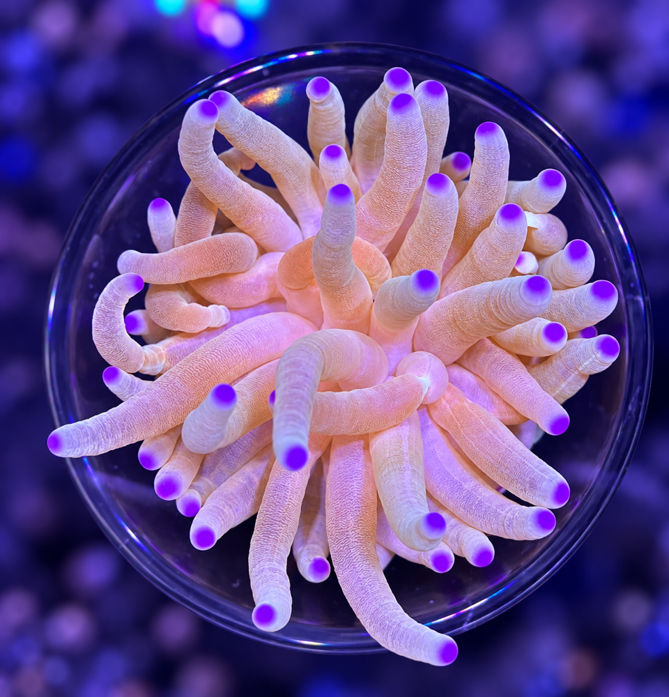 FMC Condylactis purple Tips V