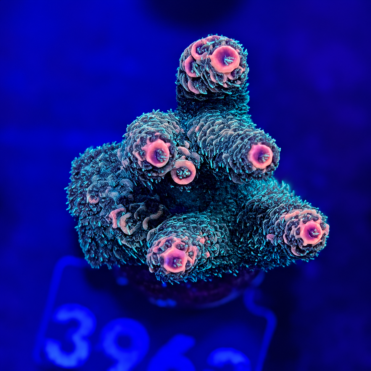 FMC Acropora millepora