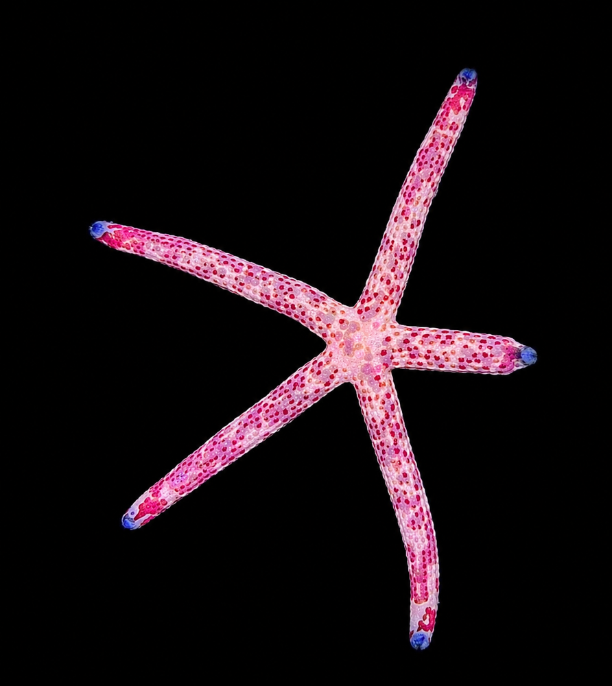 Linckia multifora - Kometenstern