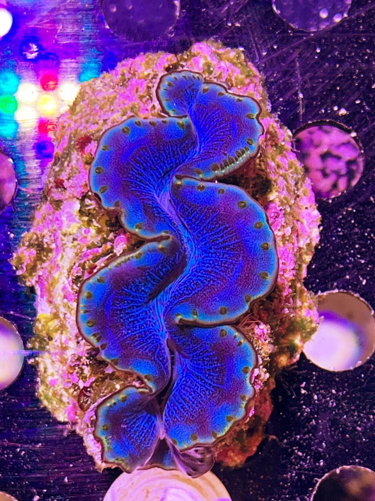 FMC Tridacna maxima
