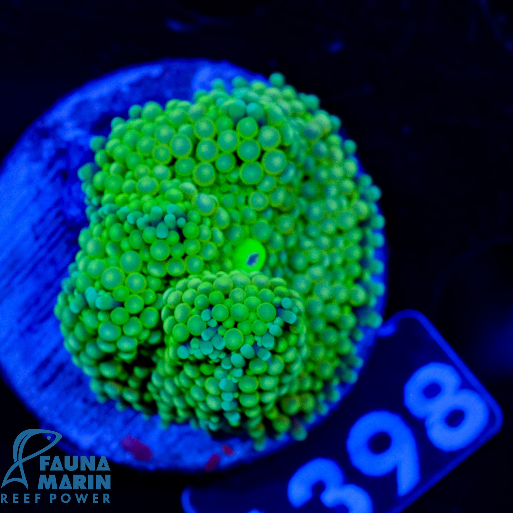 FMC Ricordea Florida Green V