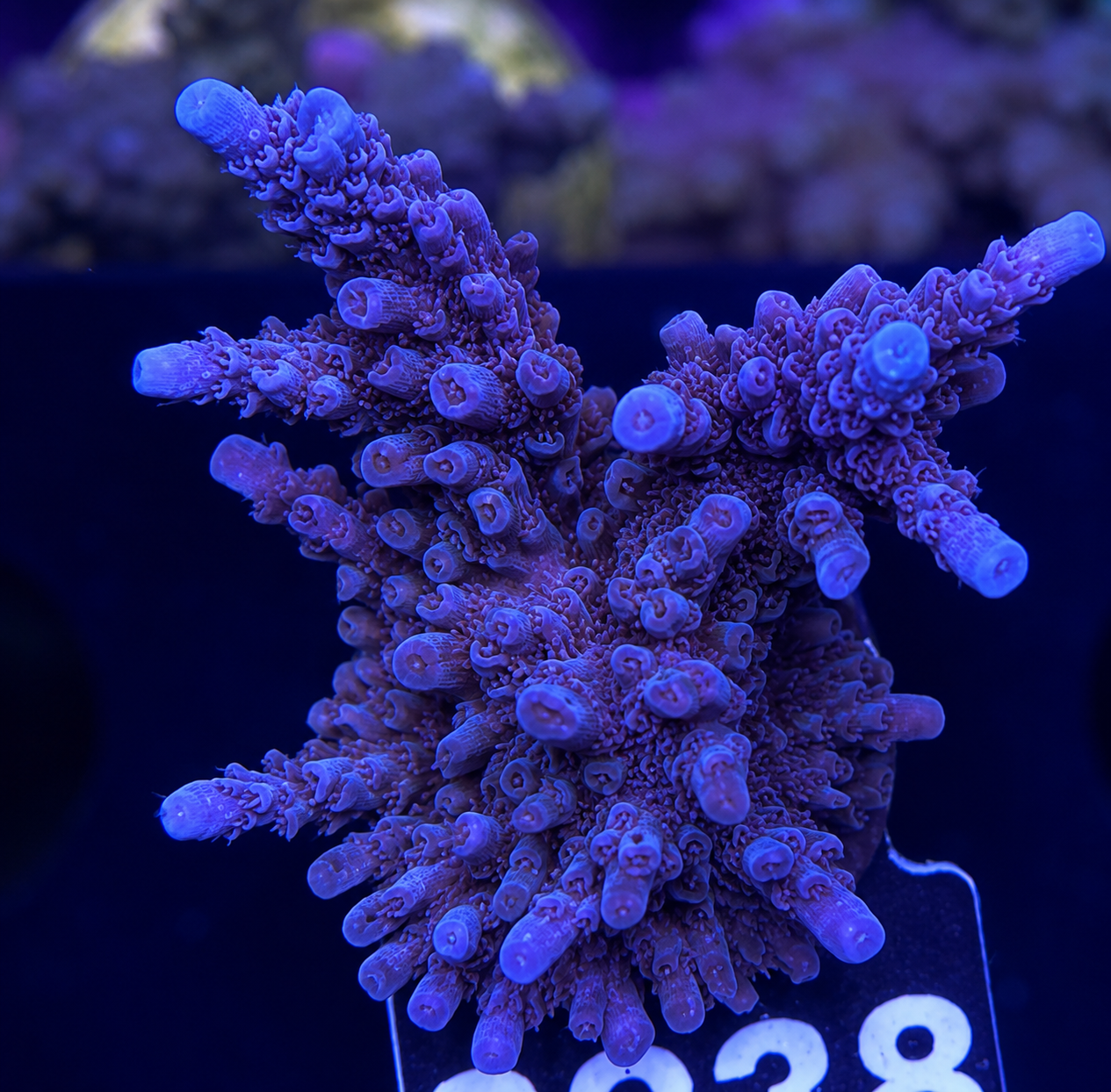 FMC Acropora staghorn Blue