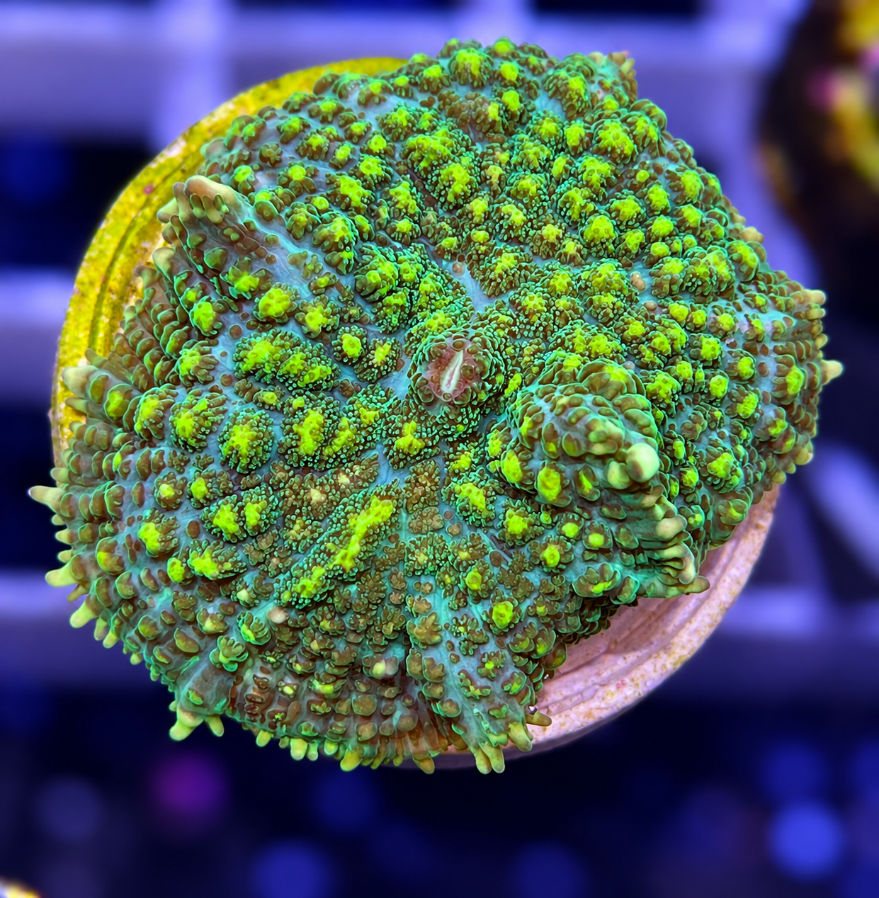 FMC Rhodactis Yellow Dots
