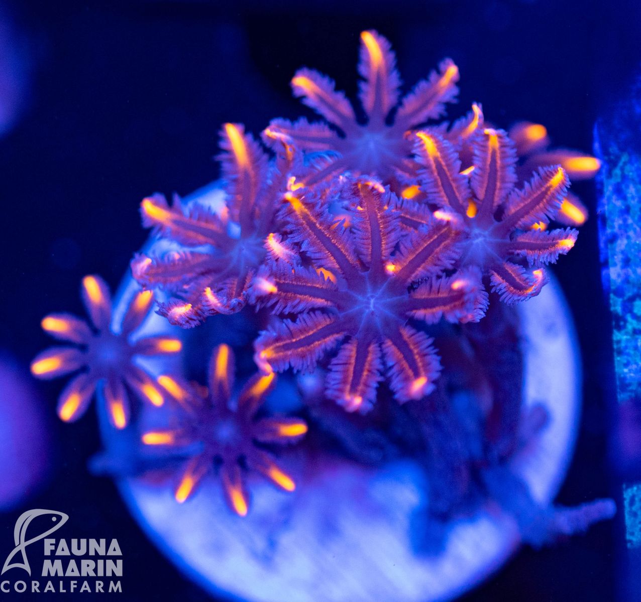 FMC Clavularia orange tips V