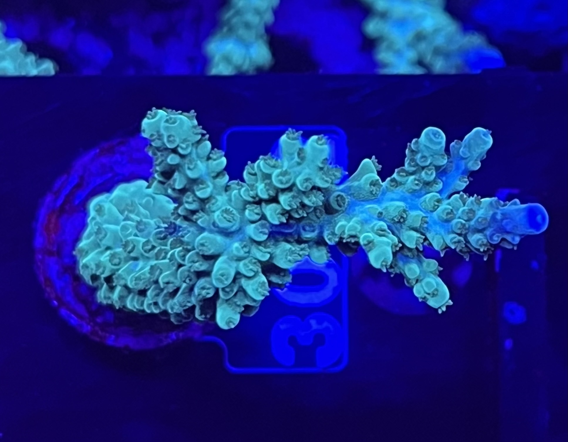 FMC Acropora Staghorn blue tip