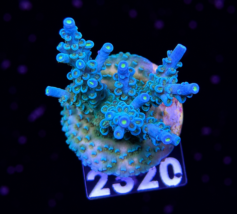 SciReef Acropora kenti Grade 1 Twin