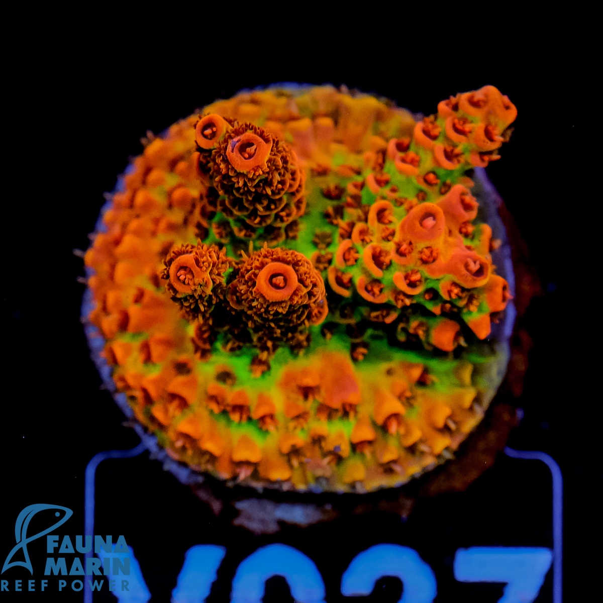 FMC Acropora hyacinthus Red Planet V