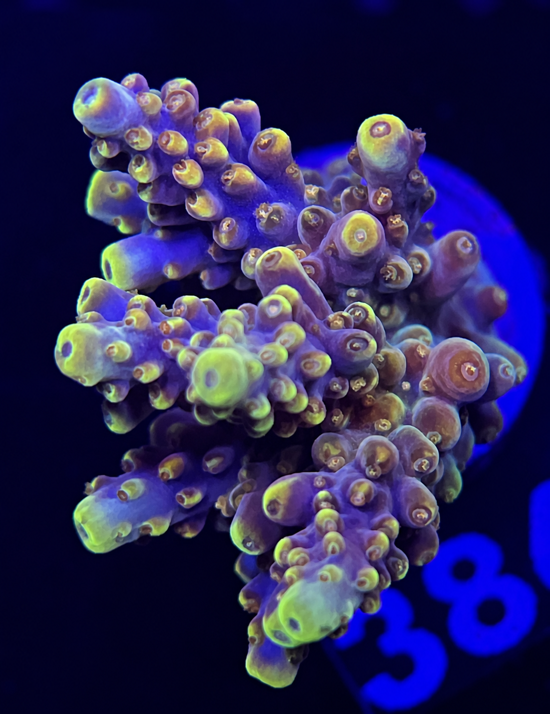 FMC Acropora sp