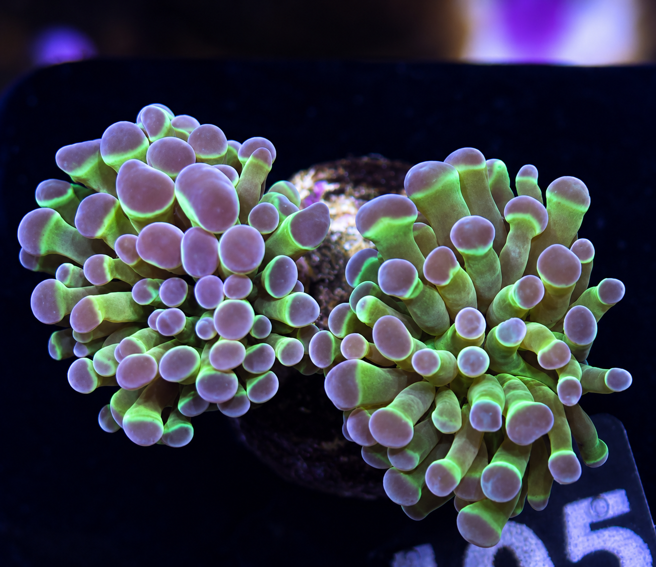 FMC Euphyllia paraancora Purple tips