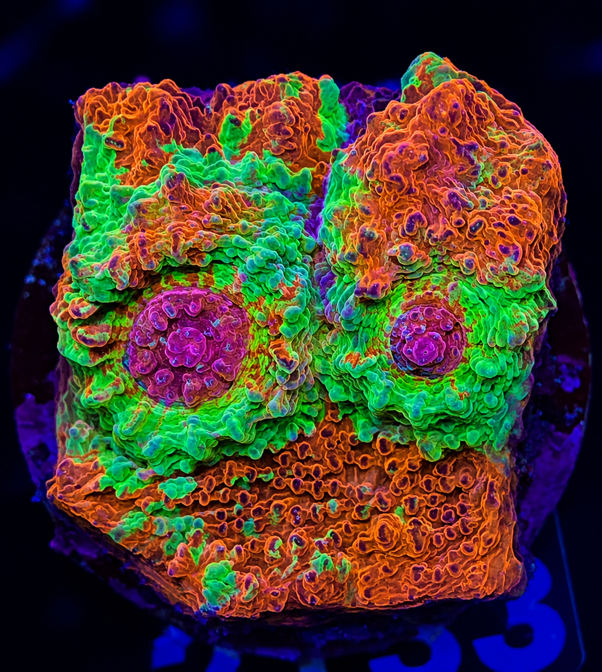 FMC Acanthastrea echinata