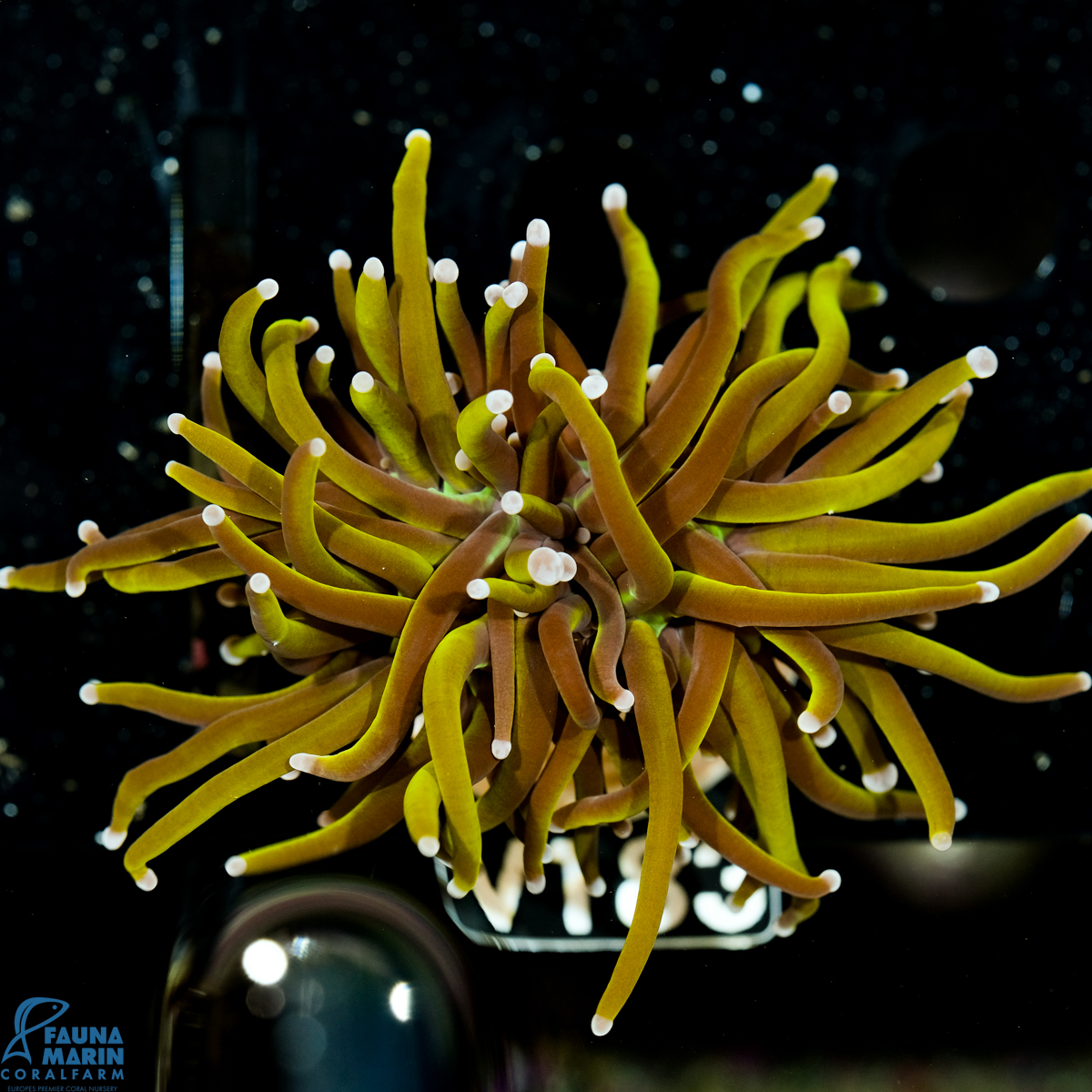 FMC Euphyllia Glabrescens Torch 24K 1Head V