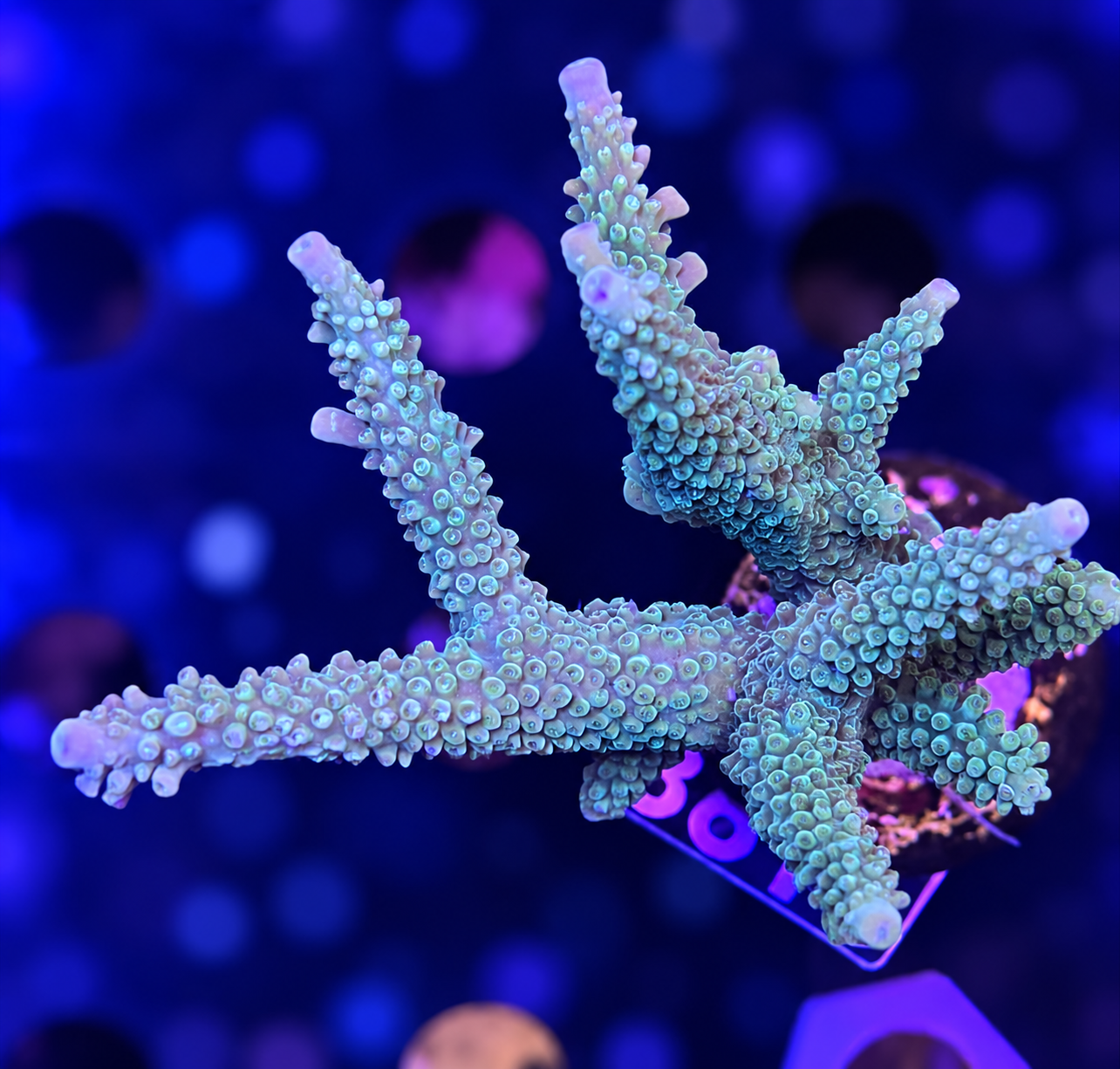 FMC Acropora loisetea