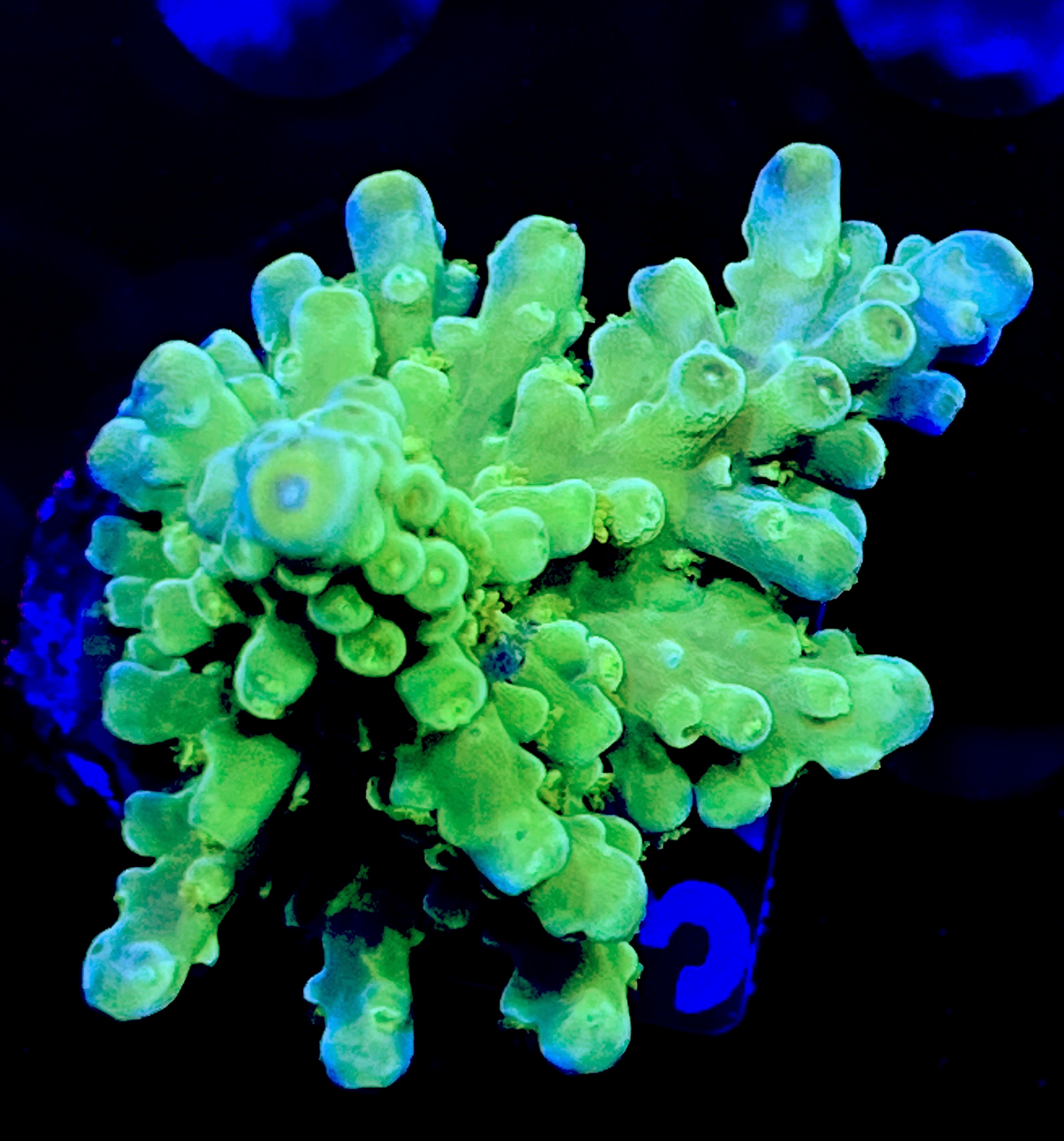 FMC Acropora austera neon green
