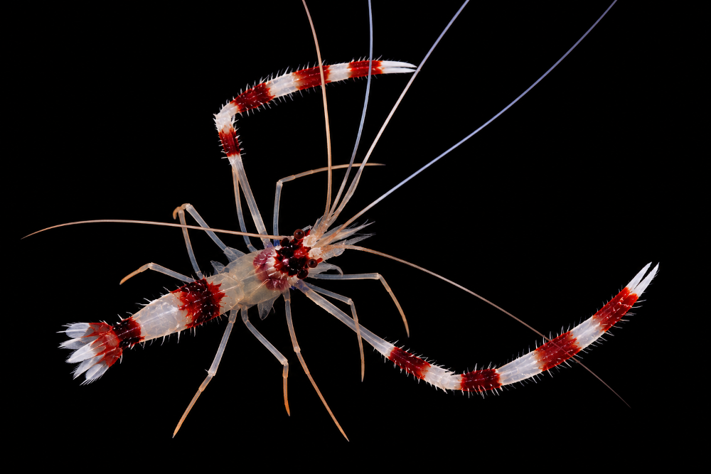 Stenopus hispidus - Gebänderte Scherengarnele